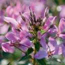 Cleome
